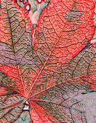 Japanese Maple Leaf Detail